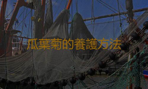 瓜葉菊的養護方法