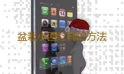 盆栽小西紅柿的方法