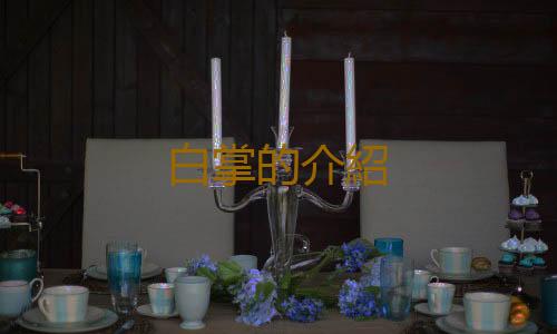 白掌的介紹