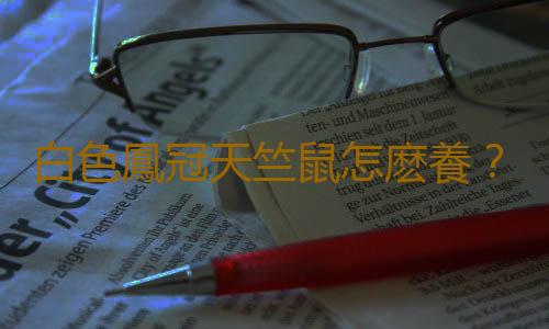 白色鳳冠天竺鼠怎麽養？白色鳳冠天竺鼠的曆史
