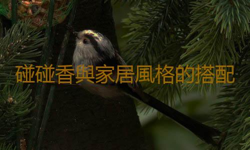 碰碰香與家居風格的搭配