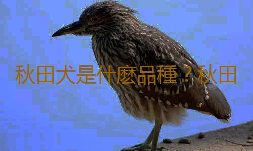 秋田犬是什麽品種？秋田犬怎麽養？