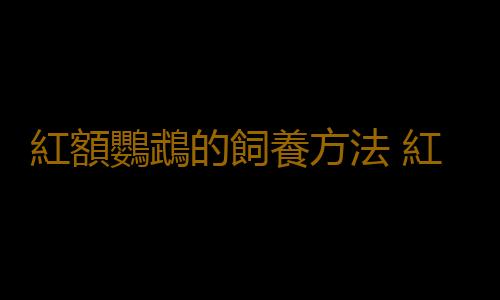紅額鸚鵡的飼養方法 紅額鸚鵡的價格