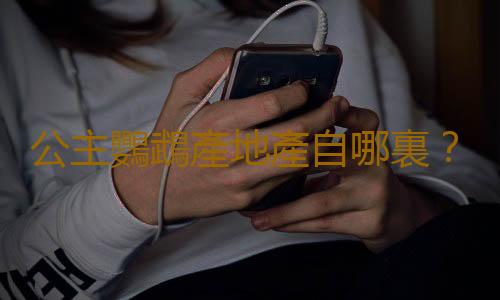 公主鸚鵡產地產自哪裏？公主鸚鵡的簡介