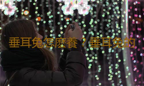 垂耳兔怎麽養？垂耳兔的產地