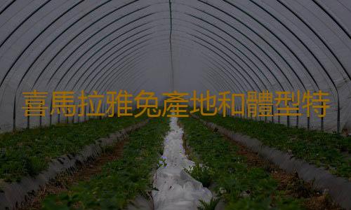 喜馬拉雅兔產地和體型特征