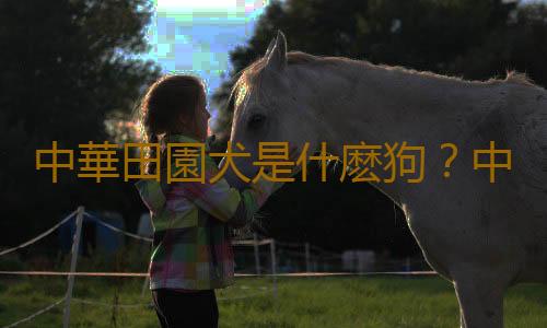 中華田園犬是什麽狗？中華田園犬怎樣訓練？