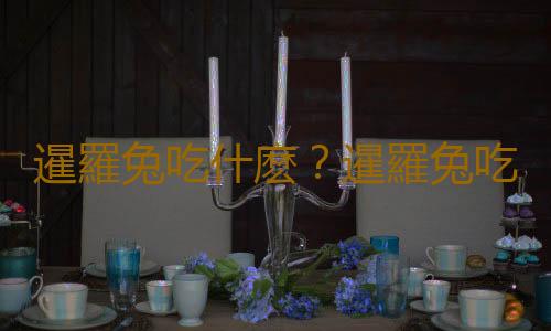 暹羅兔吃什麽？暹羅兔吃胡蘿卜嗎？