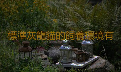 標準灰龍貓的飼養環境有什麽要求？