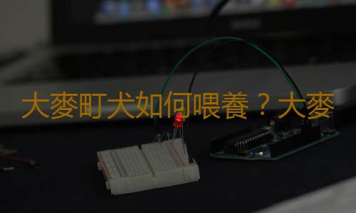 大麥町犬如何喂養？大麥町犬多少錢一條？
