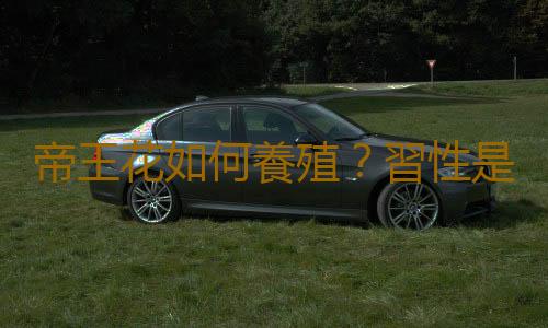 帝王花如何養殖？習性是什麽？學會這幾點帝王花養起來不難！