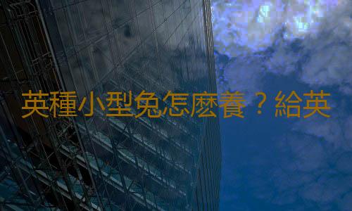 英種小型兔怎麽養？給英種小型兔吃什麽好？