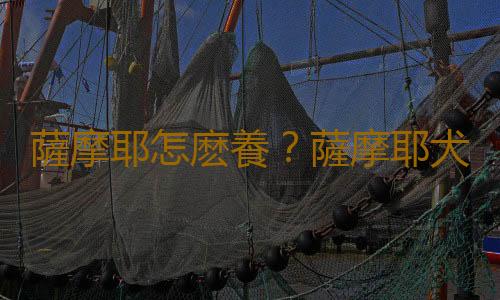 薩摩耶怎麽養？薩摩耶犬多少錢能買？
