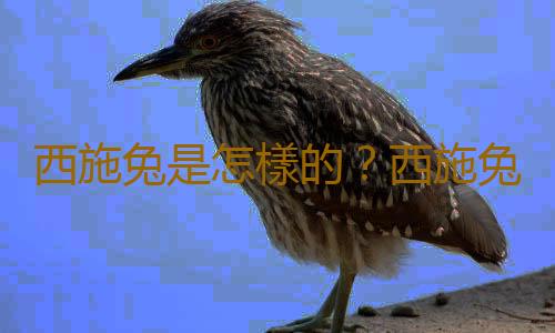 西施兔是怎樣的？西施兔的簡介
