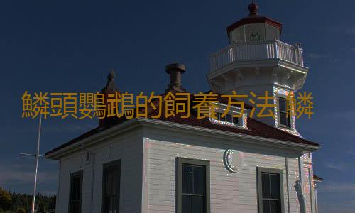 鱗頭鸚鵡的飼養方法 鱗頭鸚鵡的價格